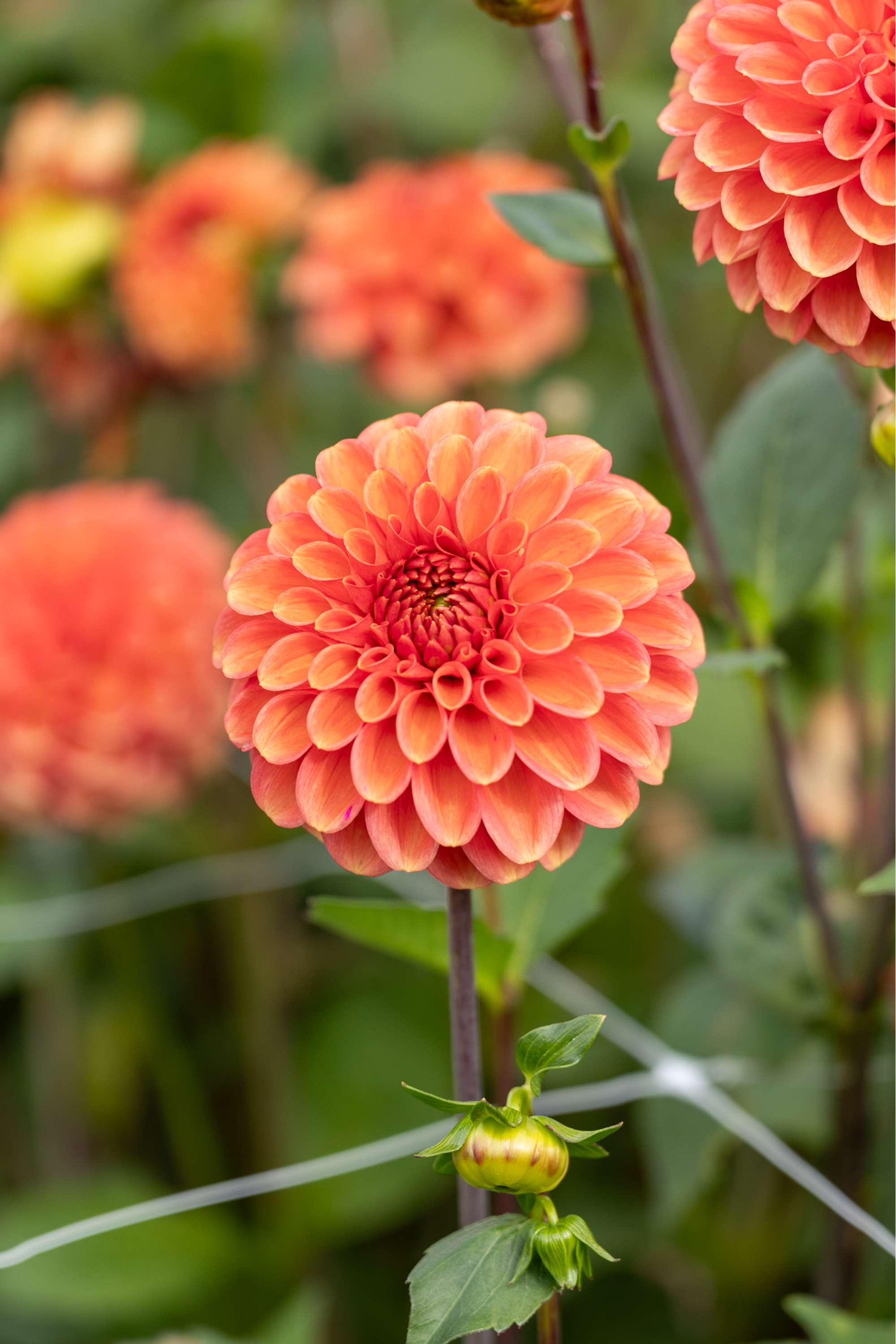 Dahlia 'Zundert Mystery Fox'